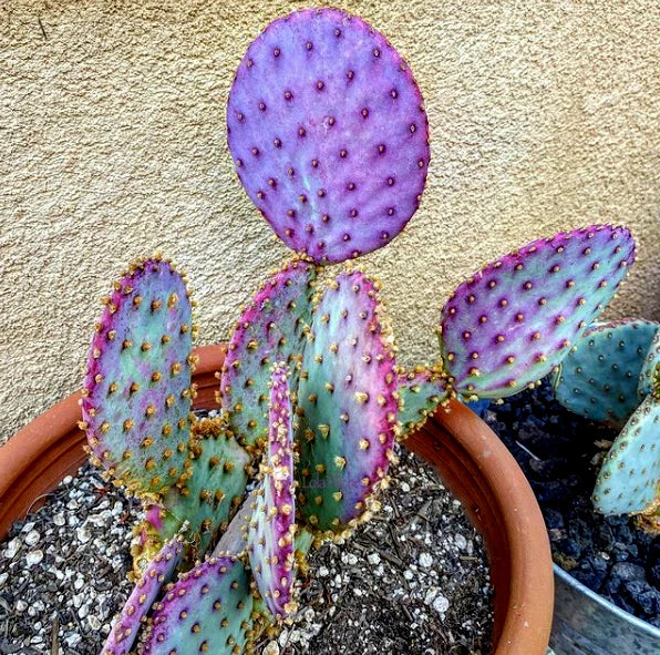 Purple Cactus Seeds (Opuntia Santa Rita) Prickly Pear Fruit Rare Fast Hardy-7