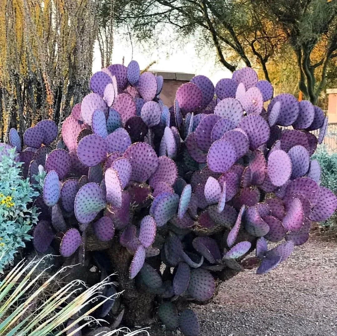 Purple Cactus Seeds (Opuntia Santa Rita) Prickly Pear Fruit Rare Fast Hardy-7