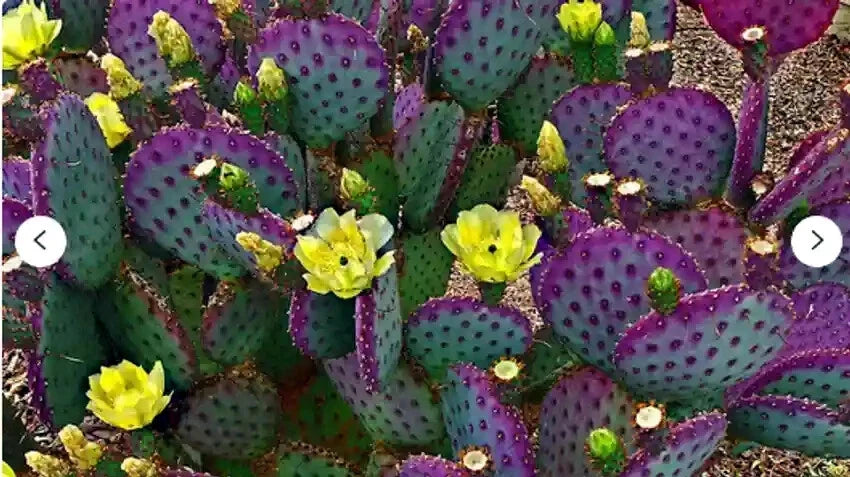 Purple Cactus Seeds (Opuntia Santa Rita) Prickly Pear Fruit Rare Fast Hardy-7