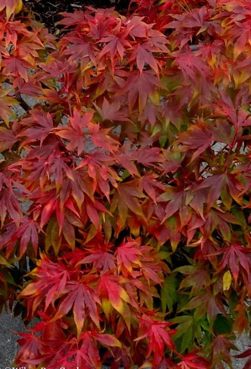 Colorful autumn leaves of a Japanese Oregon Sunset maple tree.