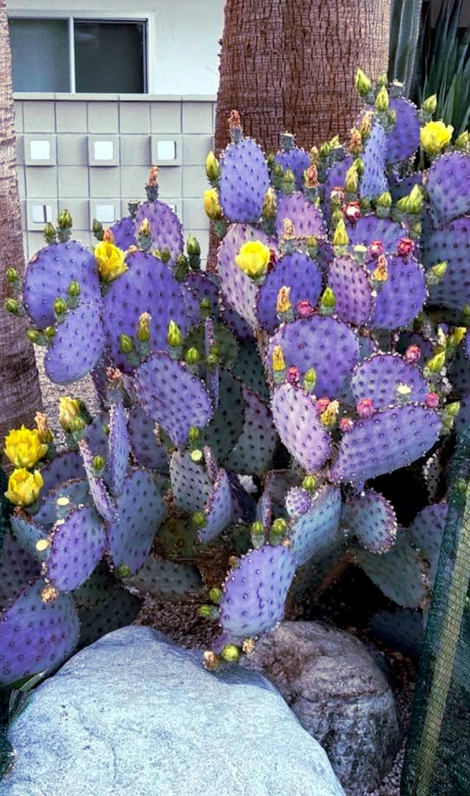 Purple Cactus Seeds (Opuntia Santa Rita) Prickly Pear Fruit Rare Fast Hardy-7