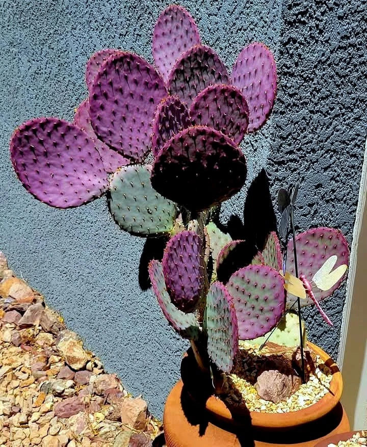Purple Cactus Seeds (Opuntia Santa Rita) Prickly Pear Fruit Rare Fast Hardy-7