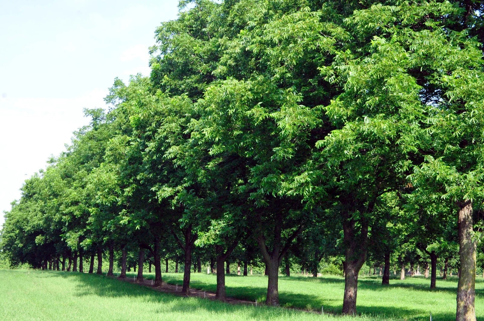 Row of green pecan nut trees in a field with clear sky