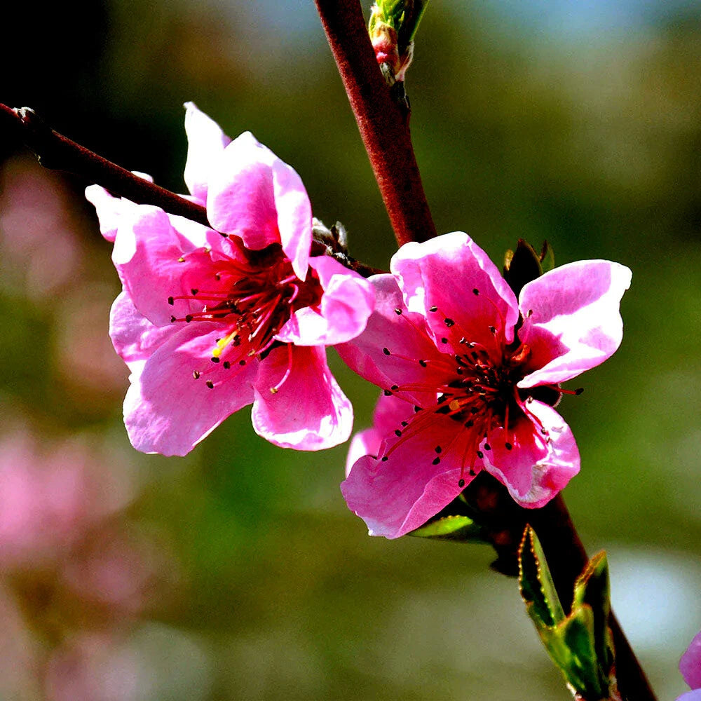 Peach Tree Seeds Dwarf Loring NEMAGUARD (Prunus persica) Fast Hardy Fruit Plant