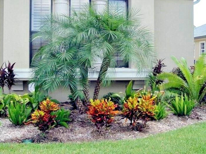 Tropical pygmy palm plants and flowers in a garden setting with a house in the background