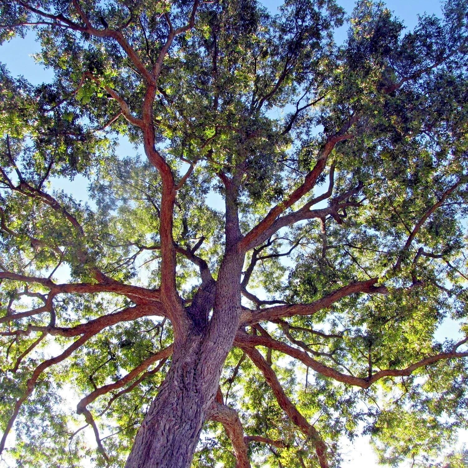 Large pecan tree with a thick trunk and sprawling branches against a blue sky.