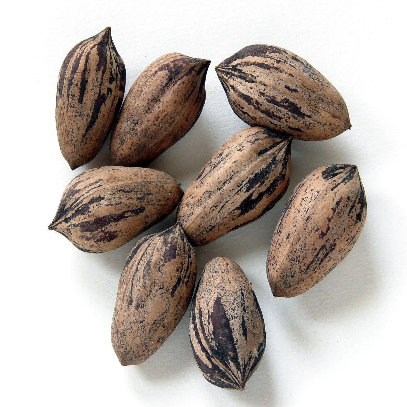 Pecans on a white background (Carya illinoinensis)