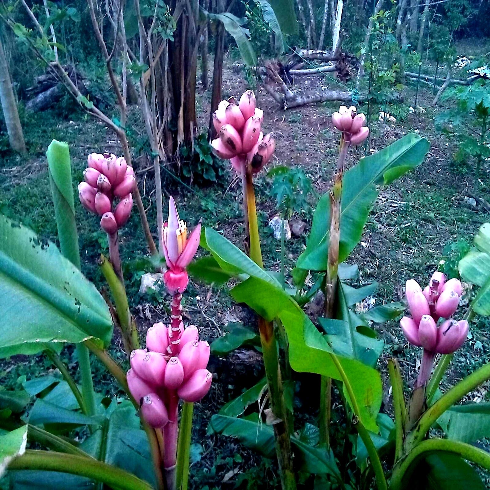 Dwarf Pink banana (Musa velutina) flowers with green leaves in a natural setting