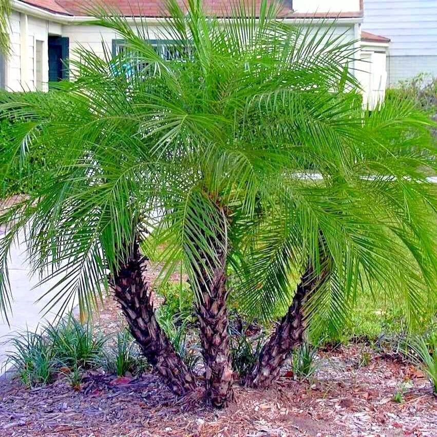3 Green pygmy date palm tree in a garden with a house in the background