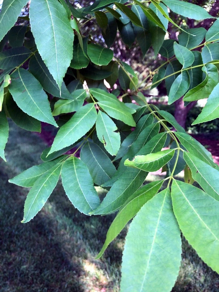 Close-up of green pecan leaves with a blurred background