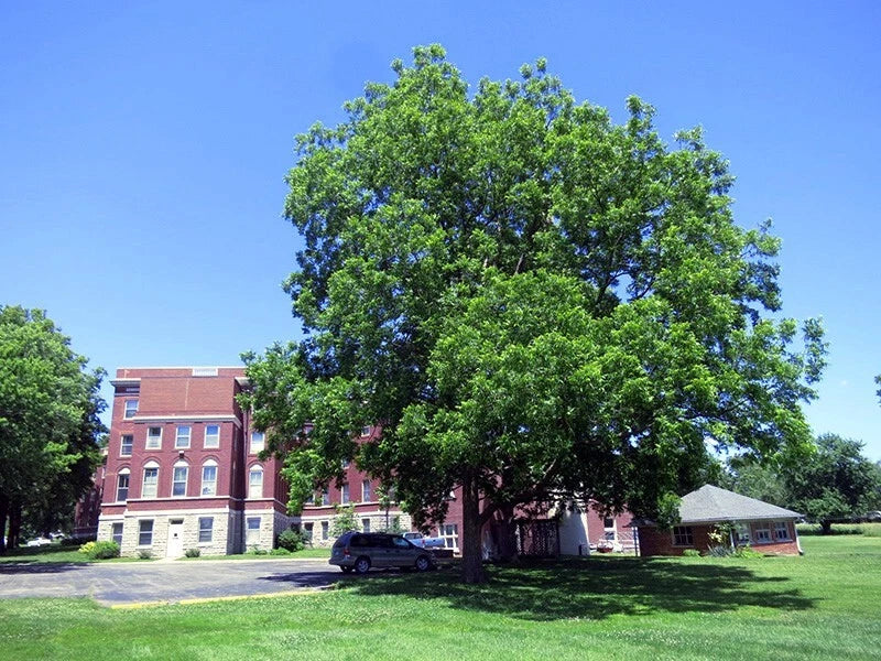 Large pecan tree in front of a brick building with a clear blue sky
