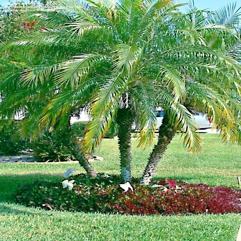 Pygmy Date Palm tree in a garden with grass and flowers