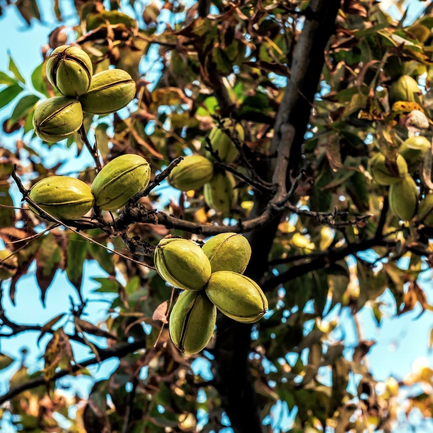 Green pecans on a tree branch with a clear blue sky background