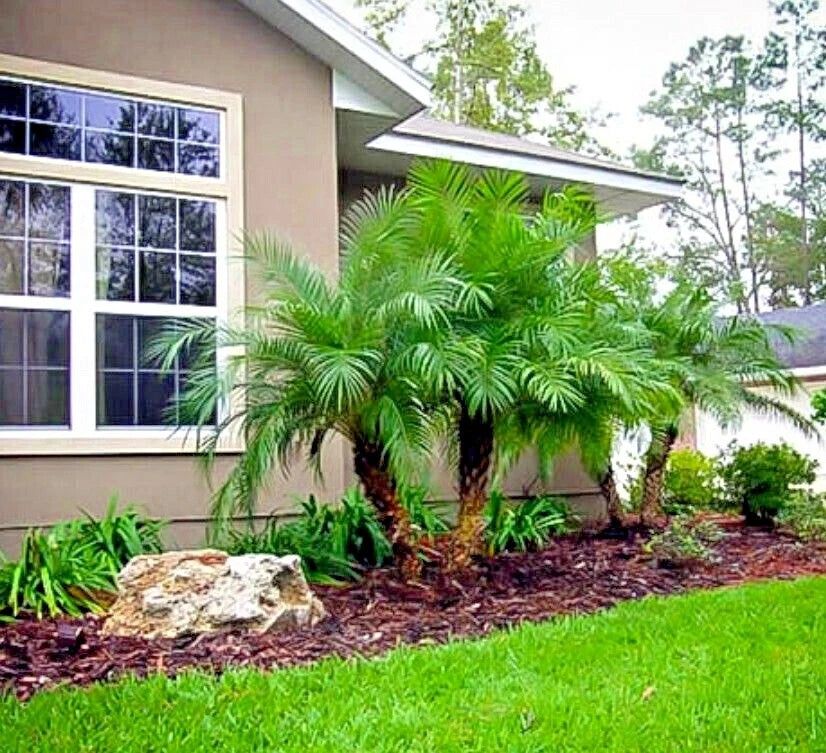 Lush green pygmy date palm trees in front of a house with a well-maintained lawn.