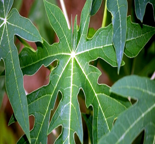 Caribbean “Red Lady” Carica Papaya Seeds – Large Melon Fruit Tree, Indoor Plant