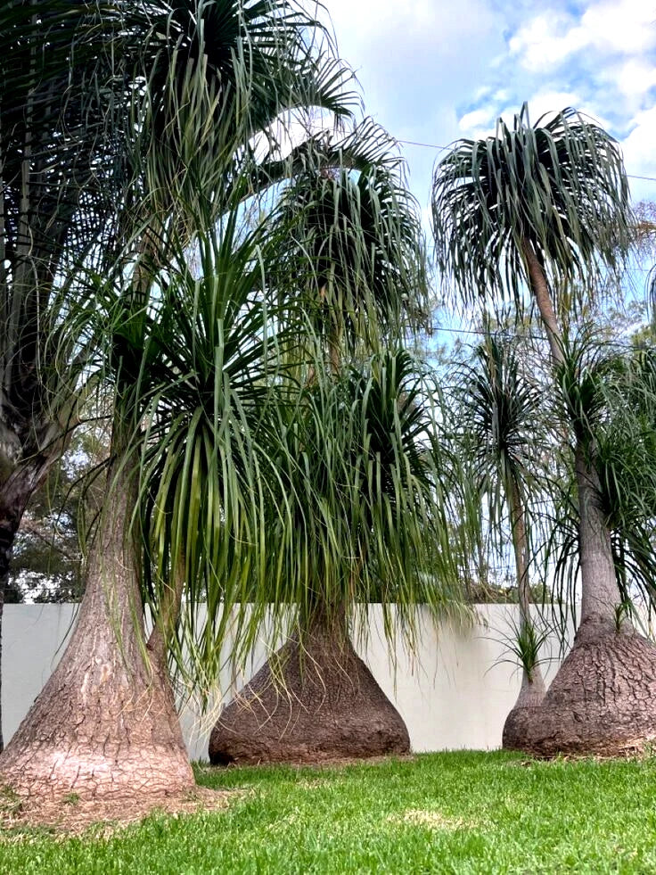 Ponytail Palm Tree Seeds (Beaucarnea recurvata) Elephant Foot Indoor House Plant
