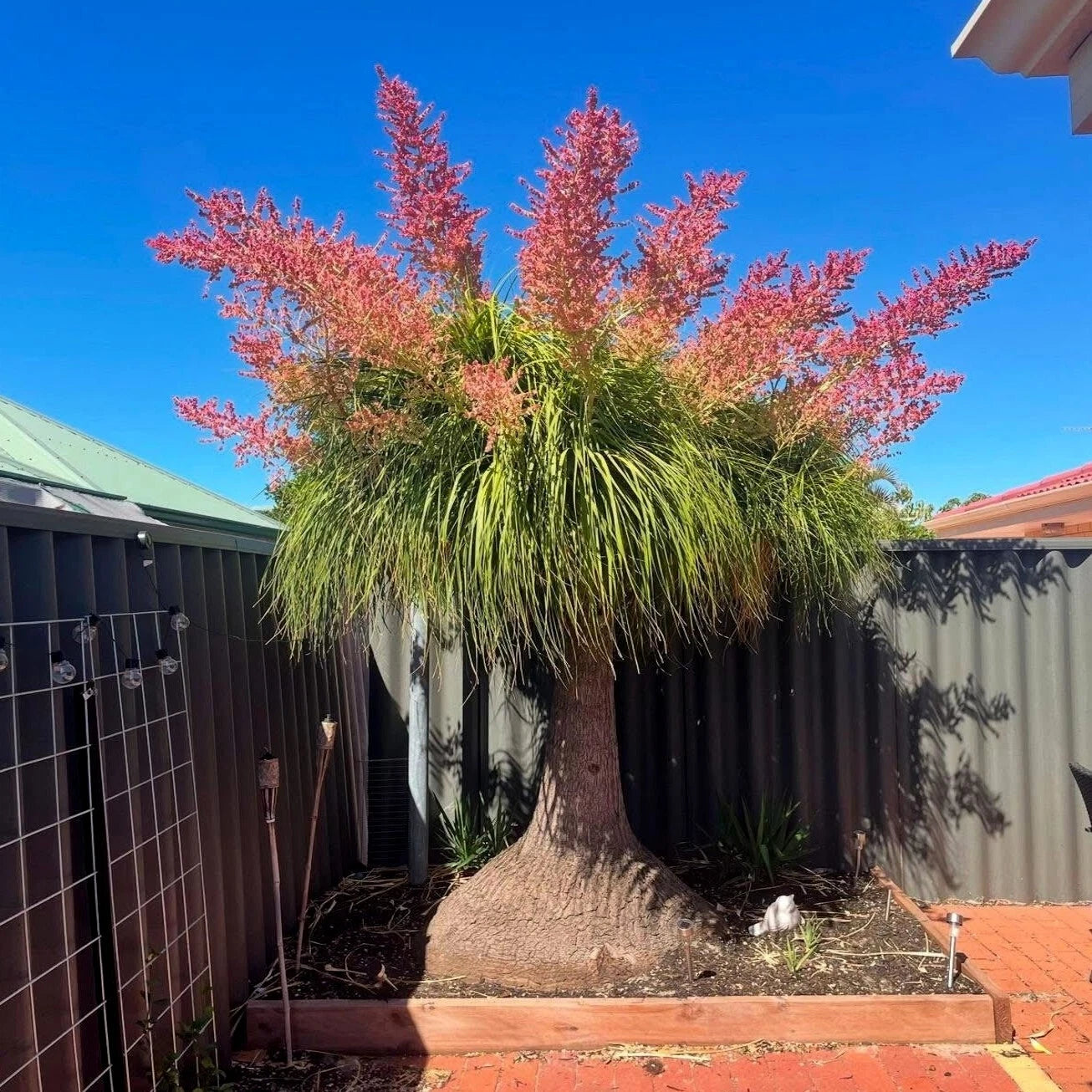 Ponytail Palm Tree Seeds (Beaucarnea recurvata) Elephant Foot Indoor House Plant