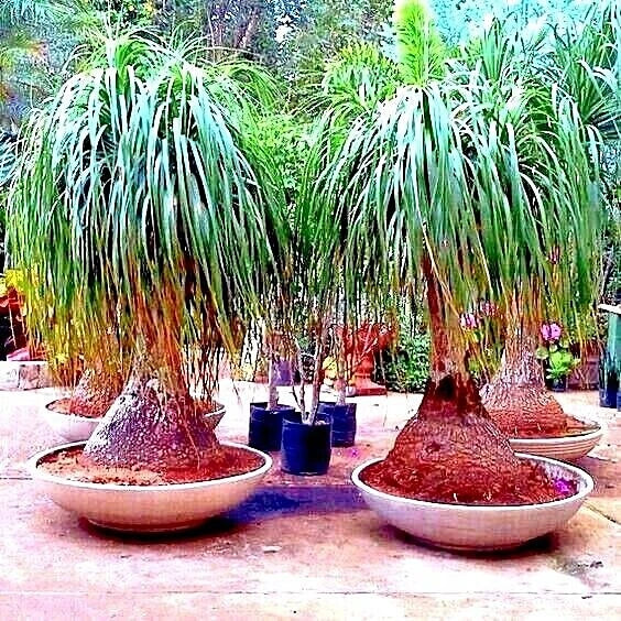 Ponytail Palm Tree Seeds (Beaucarnea recurvata) Elephant Foot Indoor House Plant
