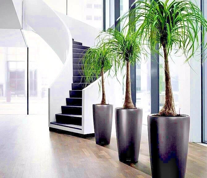 Ponytail Palm Tree Seeds (Beaucarnea recurvata) Elephant Foot Indoor House Plant