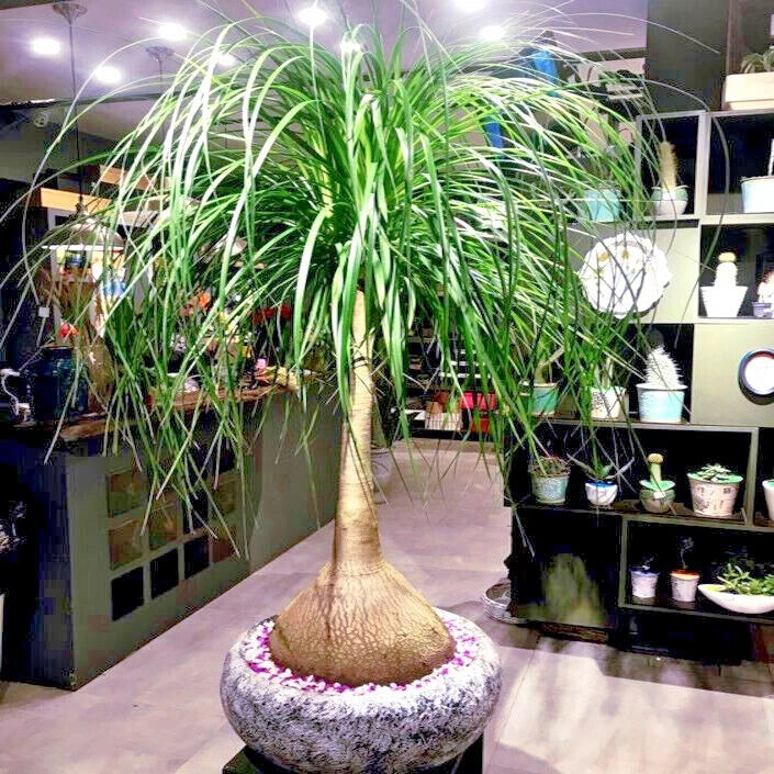 Ponytail Palm Tree Seeds (Beaucarnea recurvata) Elephant Foot Indoor House Plant
