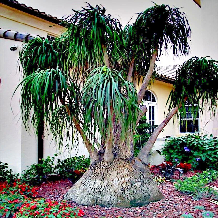 Ponytail Palm Tree Seeds (Beaucarnea recurvata) Elephant Foot Indoor House Plant