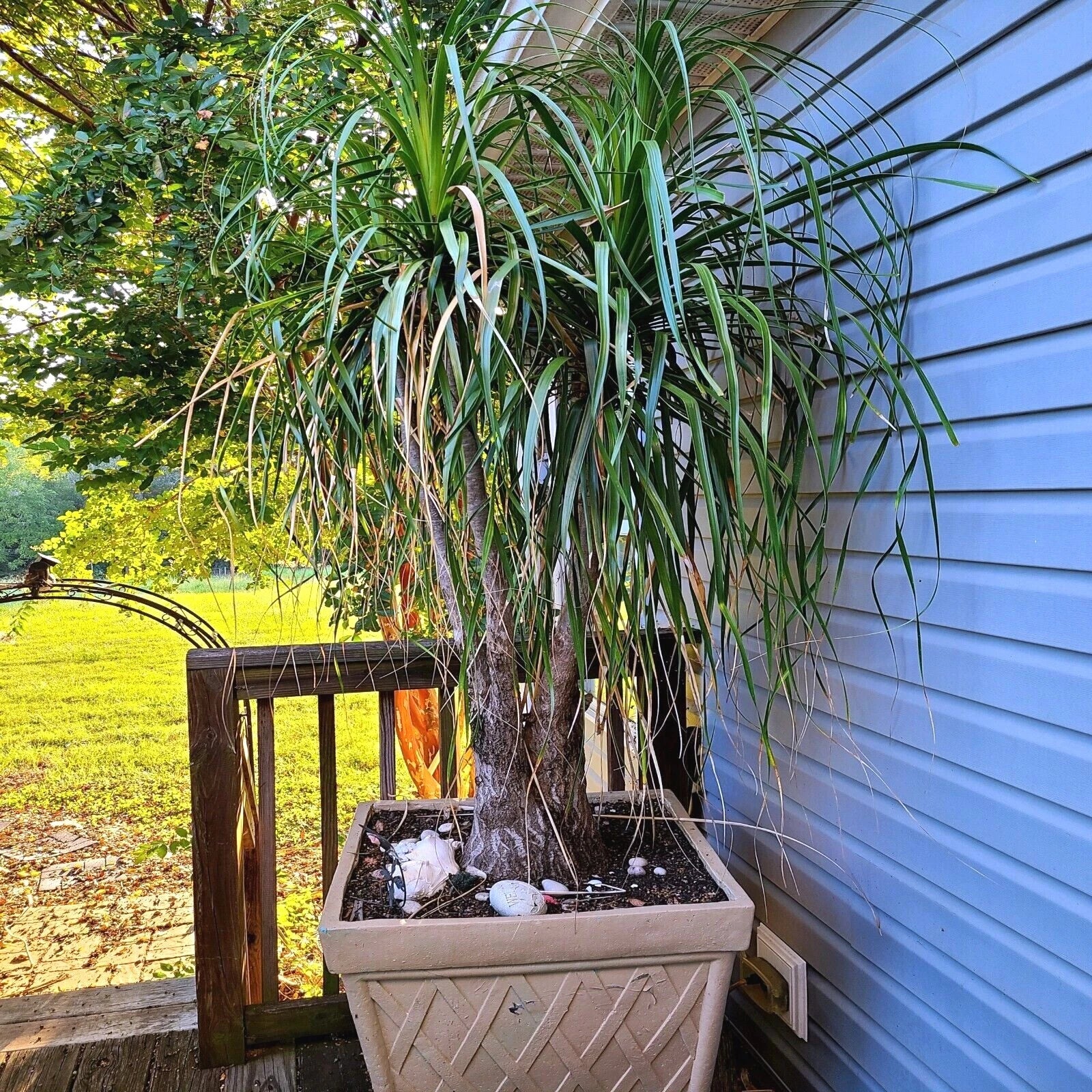 Ponytail Palm Tree Seeds (Beaucarnea recurvata) Elephant Foot Indoor House Plant