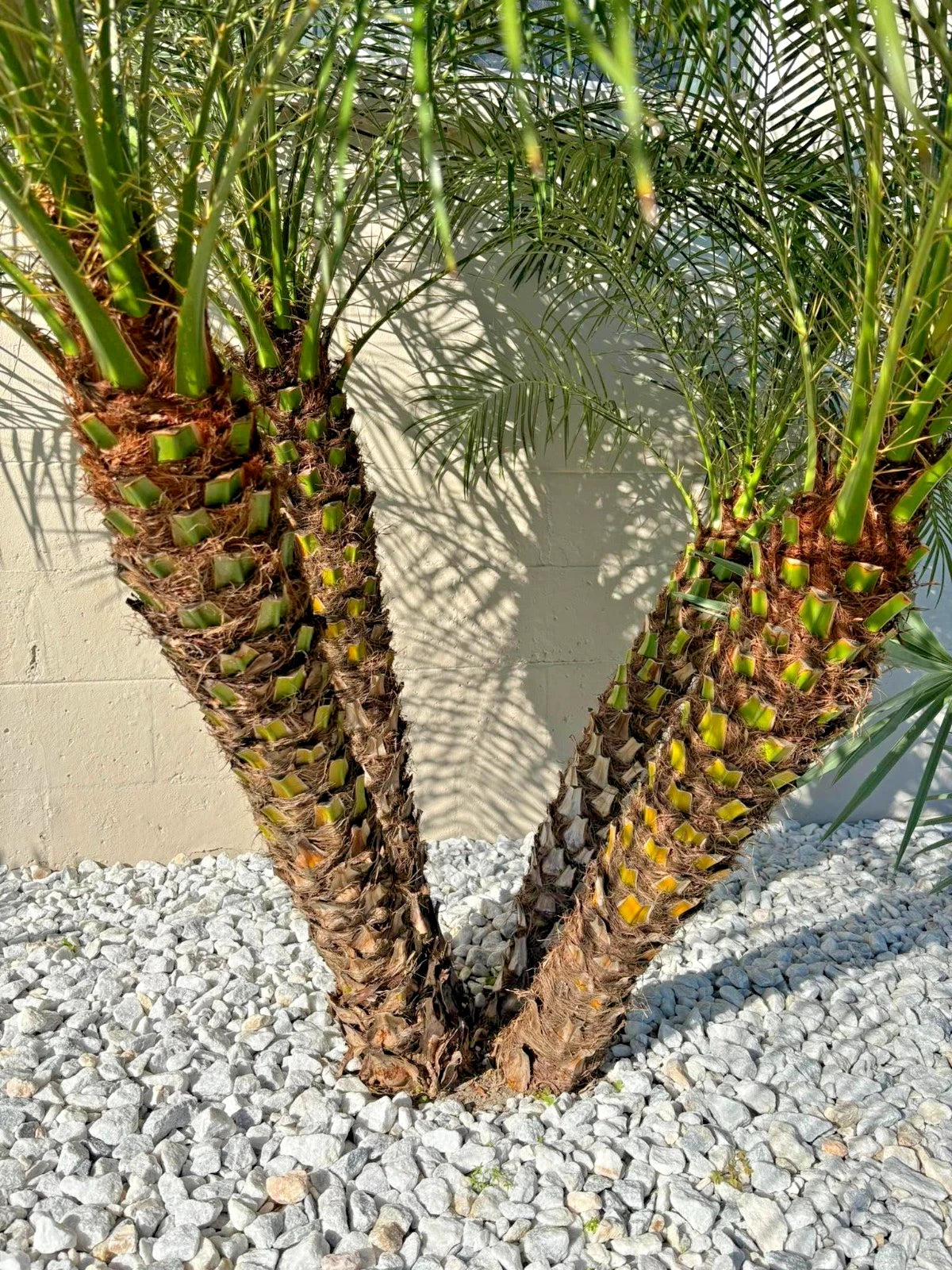 Four pygmy date palm trees with a concrete wall and pebbles in the foreground
