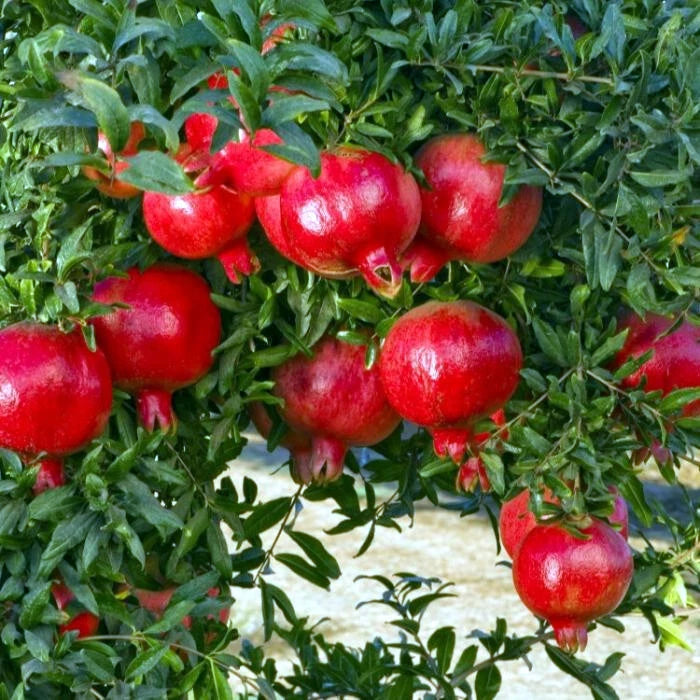 Red pomegranates (Punica granatum) hanging from a tree with green leaves.