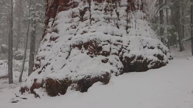 Snow covered California Coast Redwood tree video