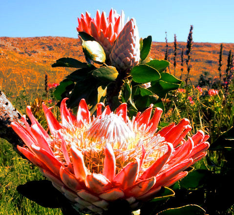 KING PROTEA CYNAROIDES SEEDS - GIANT 12" FLOWERS - Rare Exotic Garden Plant