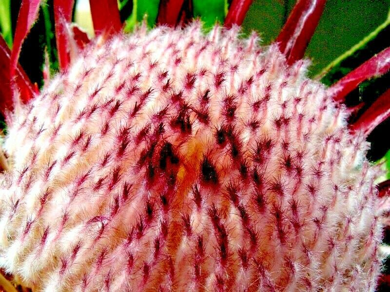Queen (Protea magnifica) Seeds Rare South African "Woolly Beard" Flower