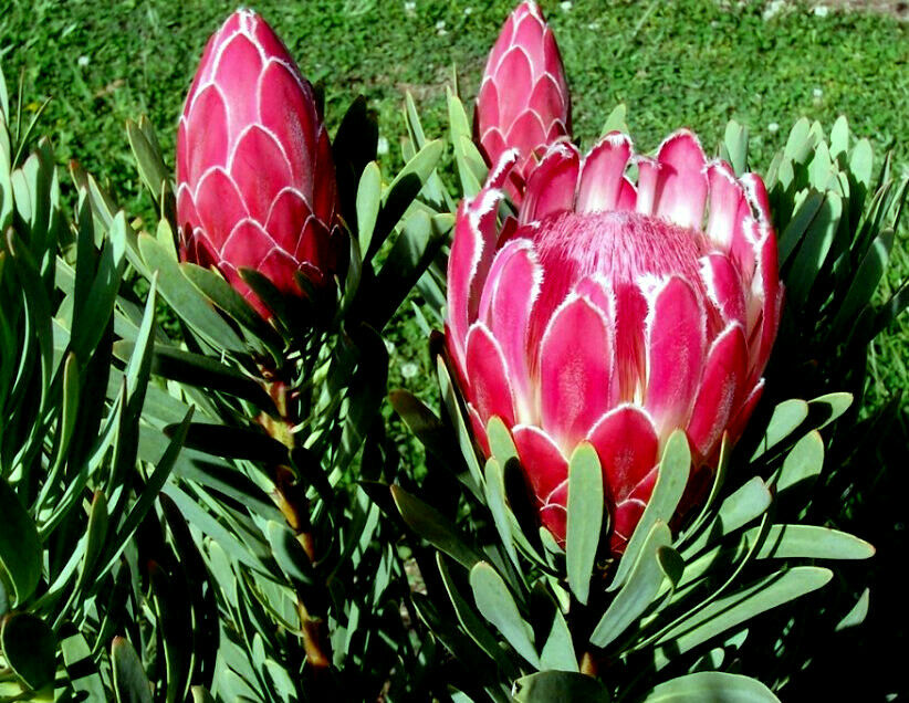 Queen (Protea magnifica) Seeds Rare South African "Woolly Beard" Flower