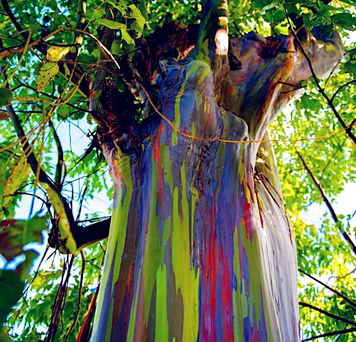 Colorful rainbow tree with paint splashes against a natural background