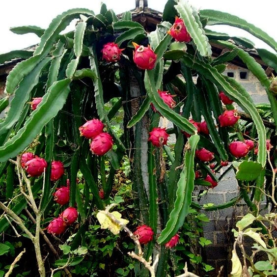 Dragon fruit plant with red fruits growing on a green cactus-like plant.