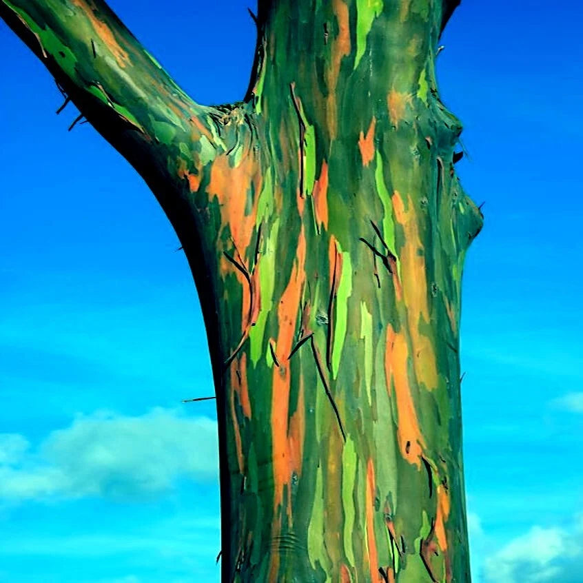 Close-up of a colorful rainbow tree against a blue sky
