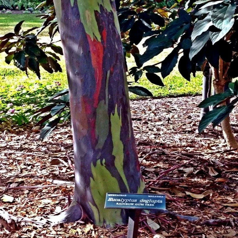 Colorful rainbow tree trunk with a label in a garden setting