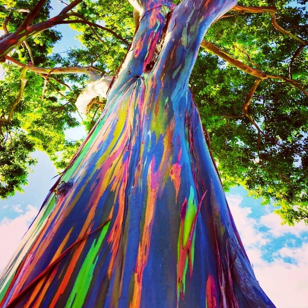 Colorful Rainbow Eucalyptus (Eucalyptus deglupta) tree trunk with a vibrant rainbow pattern against a blue sky.