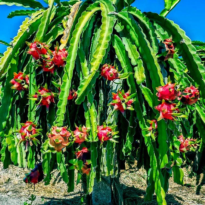 Red Dragon fruit plant with red fruits growing on a sunny day
