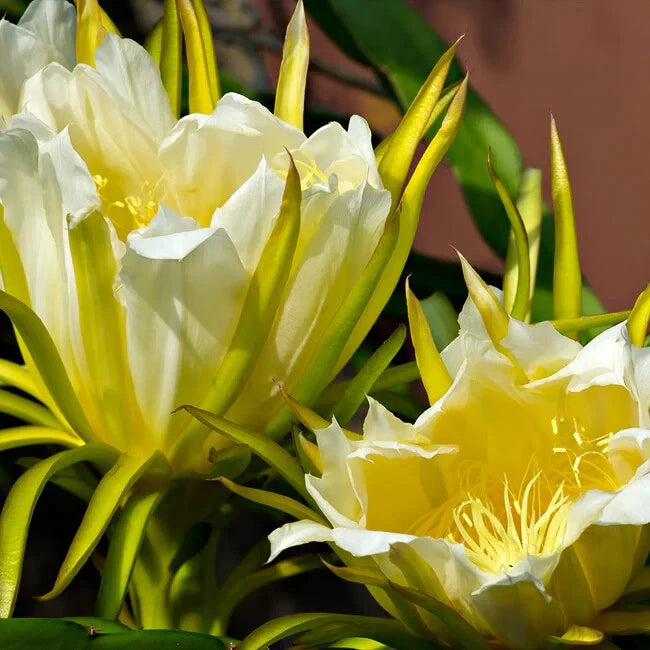 Close-up of white and yellow dragon fruit flowers with green leaves.
