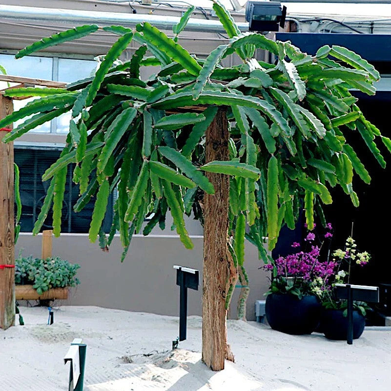 Tall green red dragon fruit cactus plant in a pot on a patio with other plants and a building in the background.