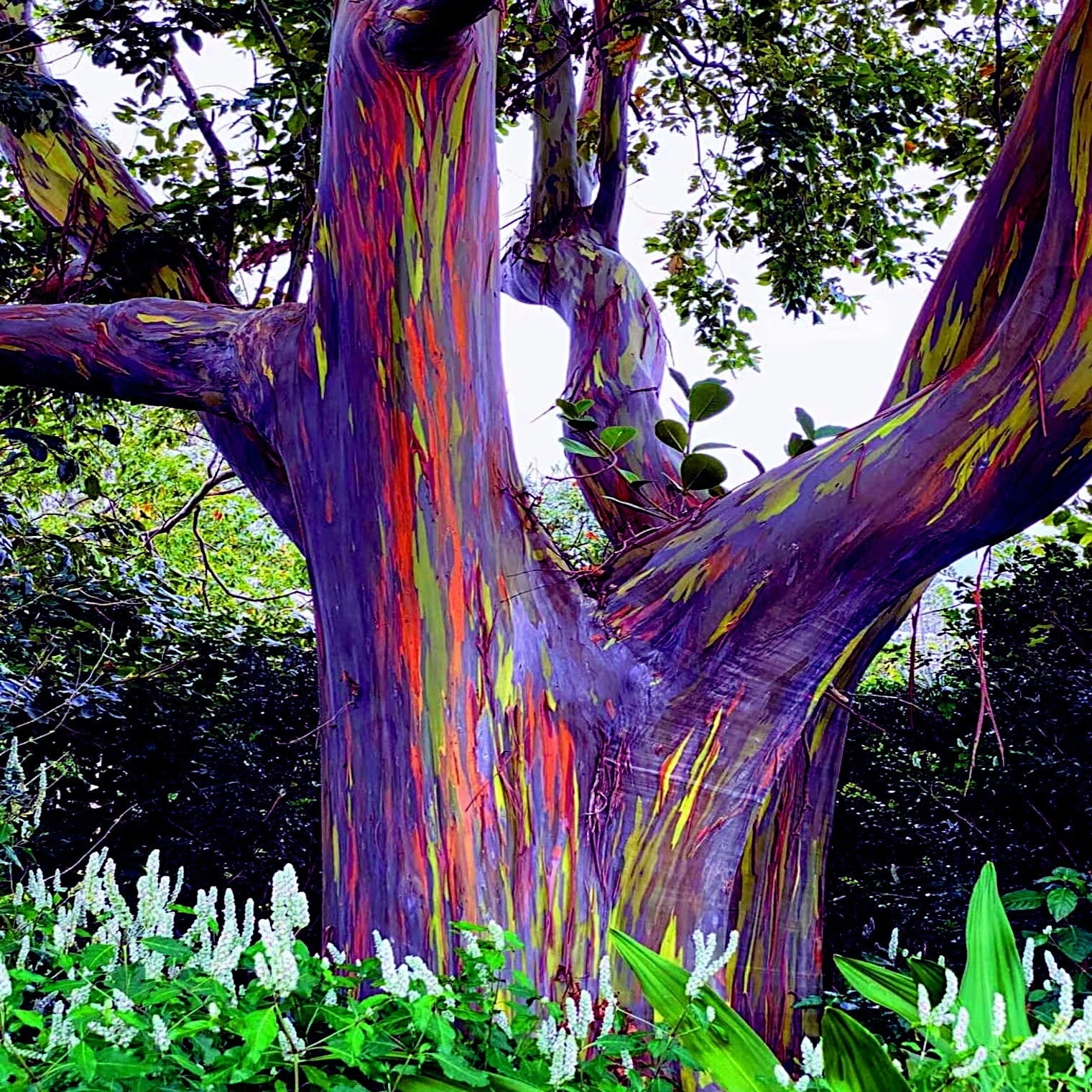 Colorful rainbow eucalyptus tree in a natural setting with green foliage and white flowers.