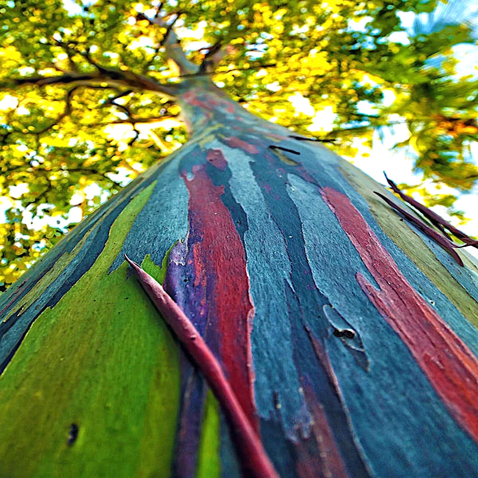 Close-up of a rainbow eucalyptus tree with colorful bark against a blurred green forest background.