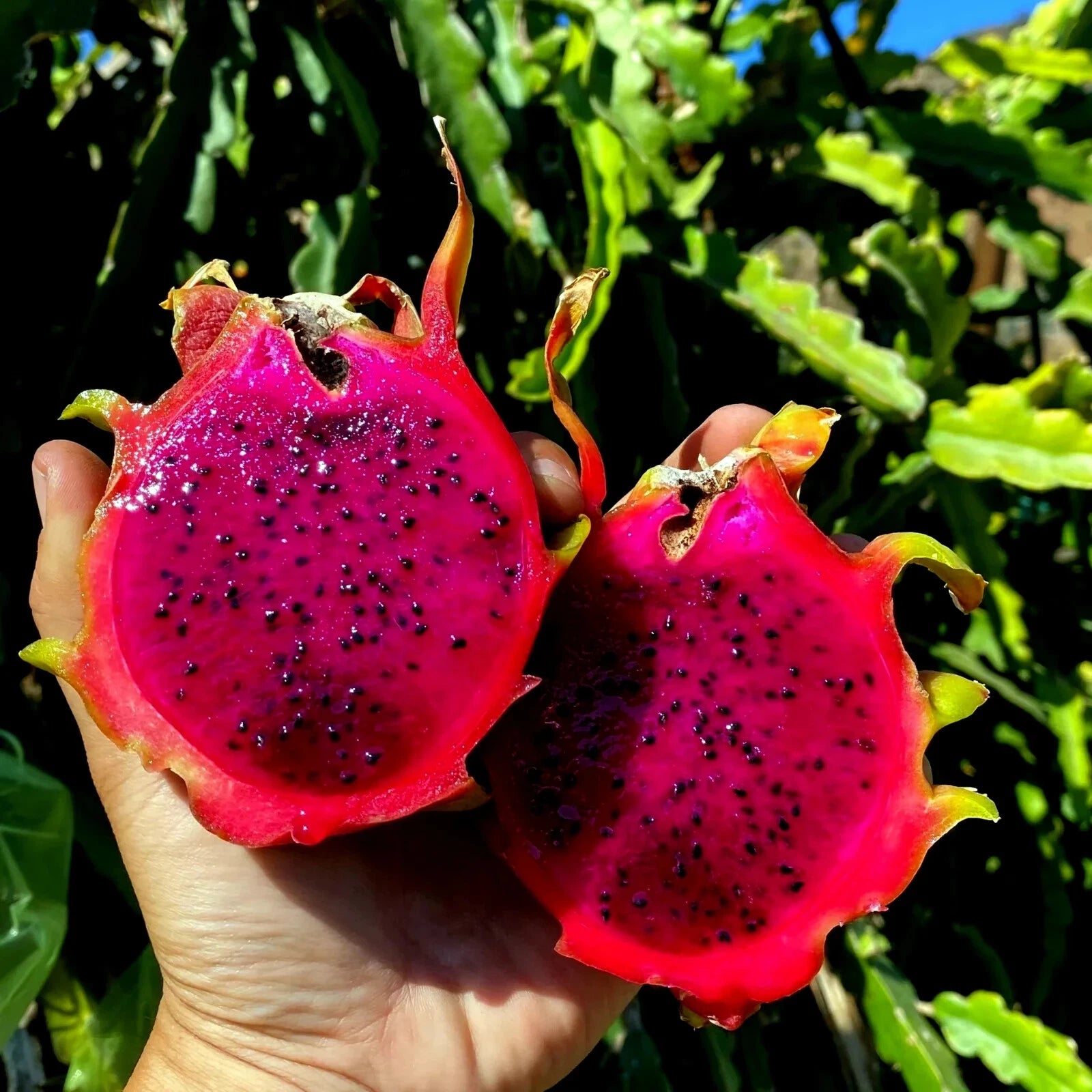 Two halves of a red dragon fruit held in front of a green plant background