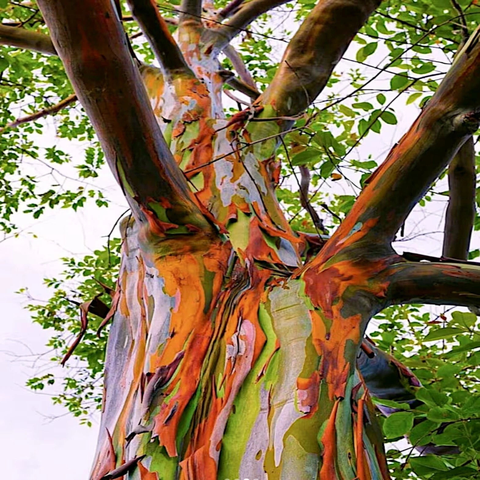 Colorful rainbow tree trunk with a pattern of orange, green, and brown against a background of green leaves.