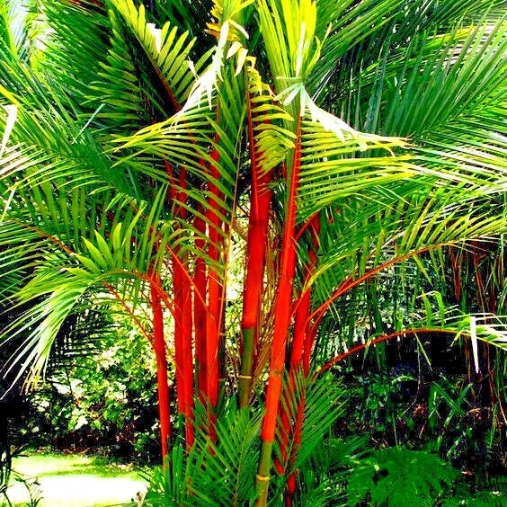 Red Sealing Wax “Lipstick” Palm Seeds – Cyrtostachys renda, Tropical Houseplant