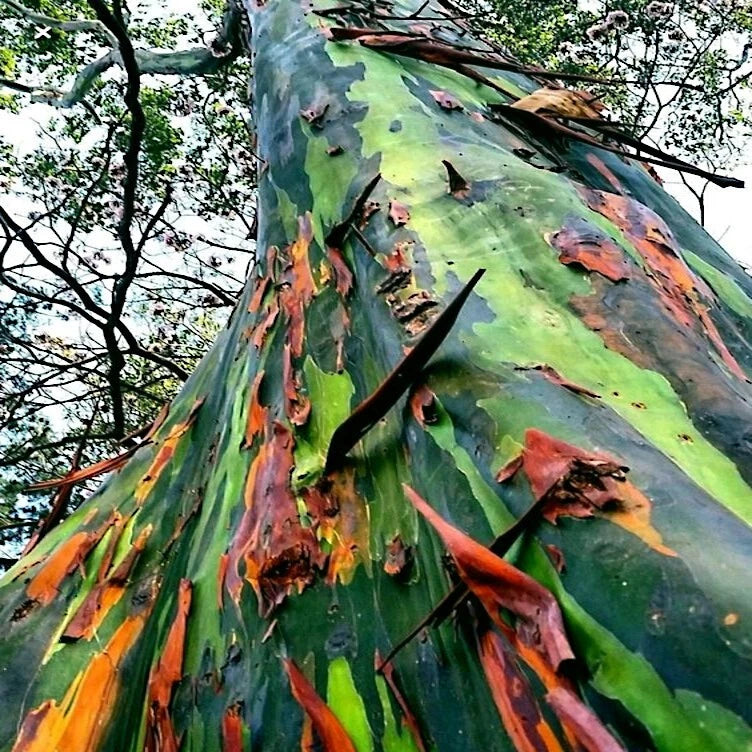Close-up of a rainbow tree with multicolored bark in a forest setting