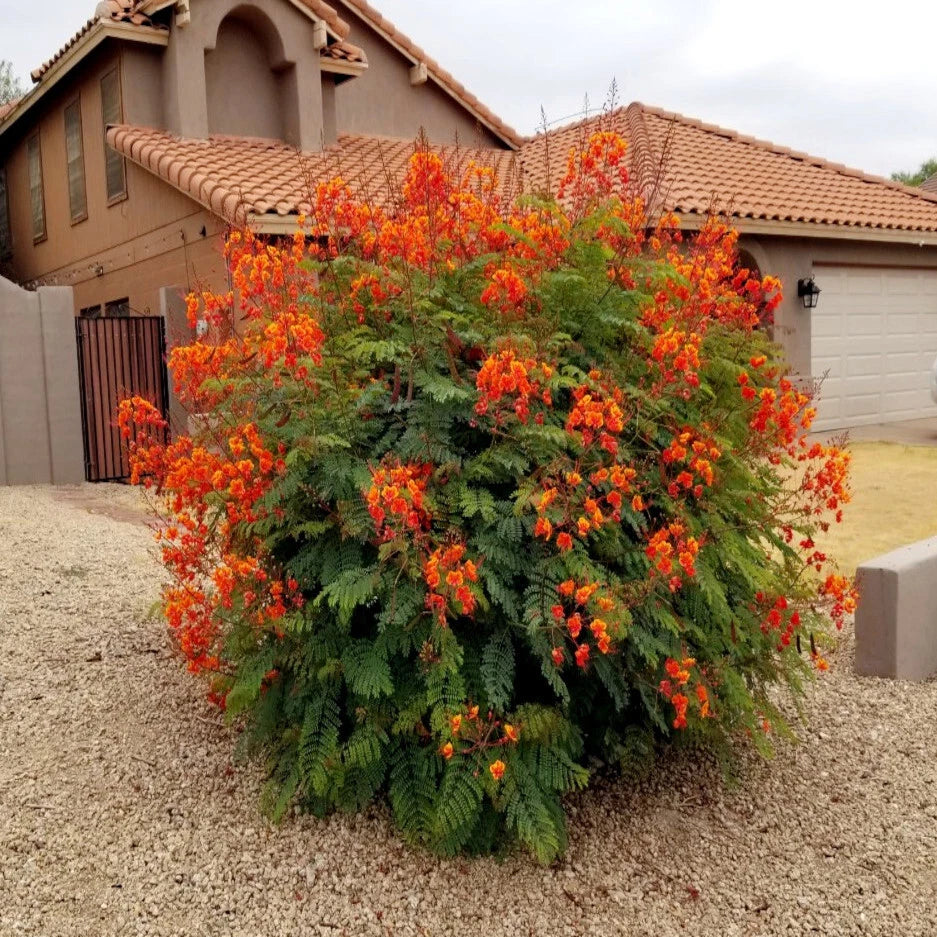 MEXICAN RED BIRD of PARADISE SEEDS (Caesalpinia  Pulcherrima) DWARF POINCIANA Flower Shrub