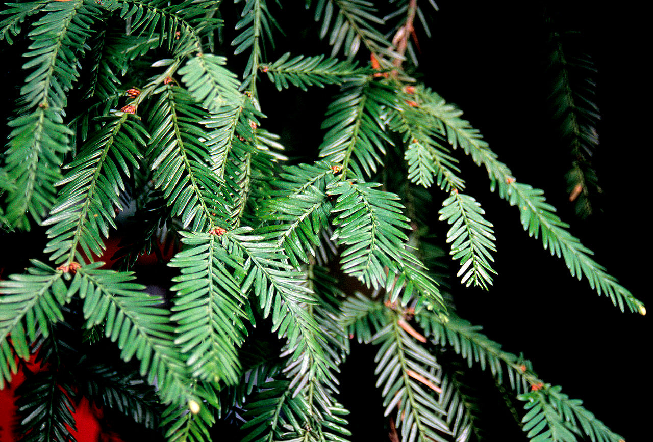 Close-up of green evergreen California Coast Redwood tree leaves with a dark background