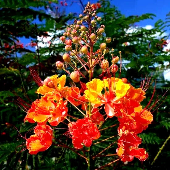 MEXICAN RED BIRD of PARADISE SEEDS (Caesalpinia  Pulcherrima) DWARF POINCIANA Flower Shrub