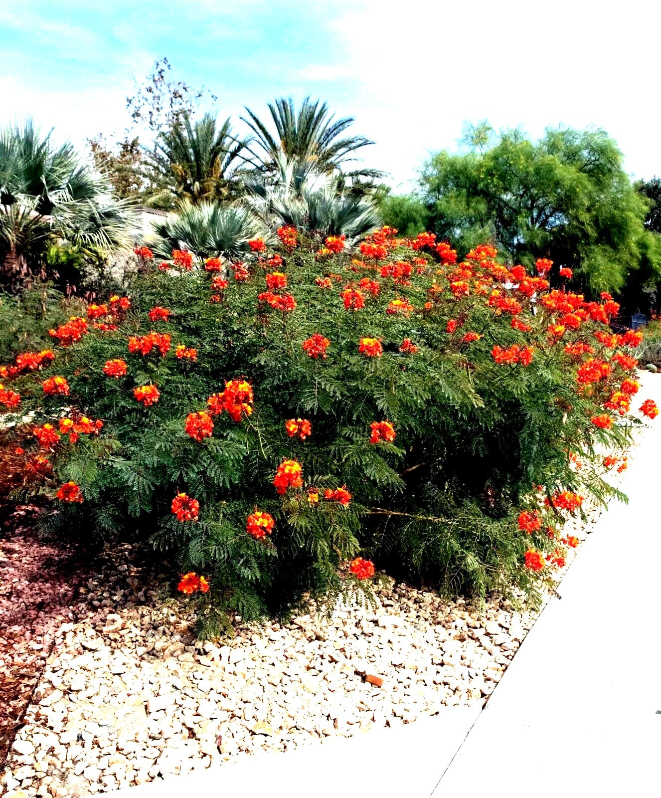 MEXICAN RED BIRD of PARADISE SEEDS (Caesalpinia  Pulcherrima) DWARF POINCIANA Flower Shrub